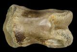 Theropod Phalange (Toe Bone) - Judith River Formation #129809-1